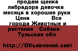 продам щенка лабрадора девочка 2 месяца в хорошие руки › Цена ­ 8 000 - Все города Животные и растения » Собаки   . Тульская обл.